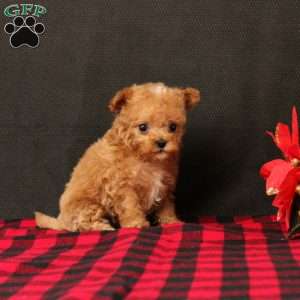Gerald, Maltipoo Puppy